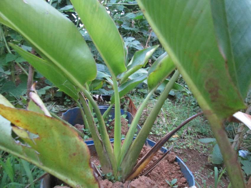 Ravinale Tree décoratif landscaping  - 2 - Plants and Trees  on Aster Vender
