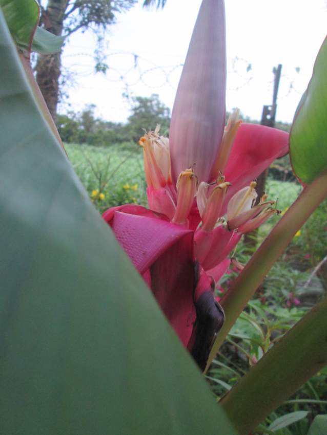 Bananier décoratif - 3 - Plants and Trees  on Aster Vender