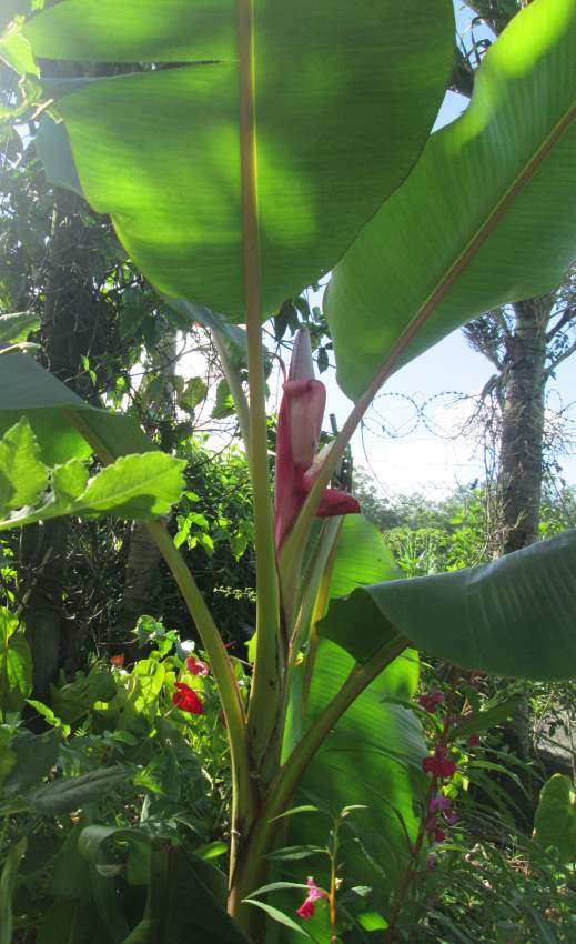 Bananier décoratif - 1 - Plants and Trees  on Aster Vender