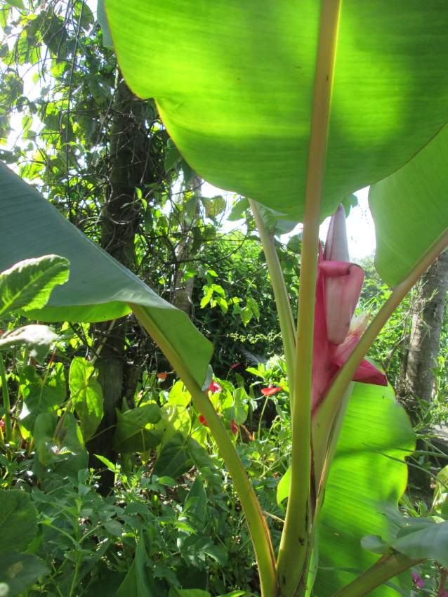 Bananier décoratif - 2 - Plants and Trees  on Aster Vender