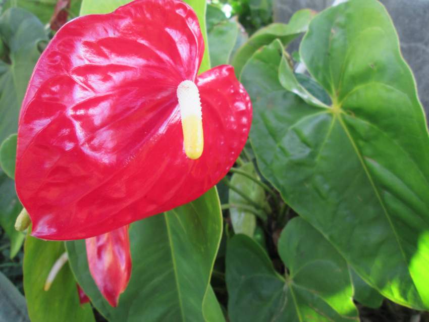 Anthurium - 2 - Plants and Trees  on Aster Vender