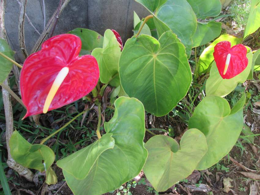 Anthurium - 1 - Plants and Trees  on Aster Vender