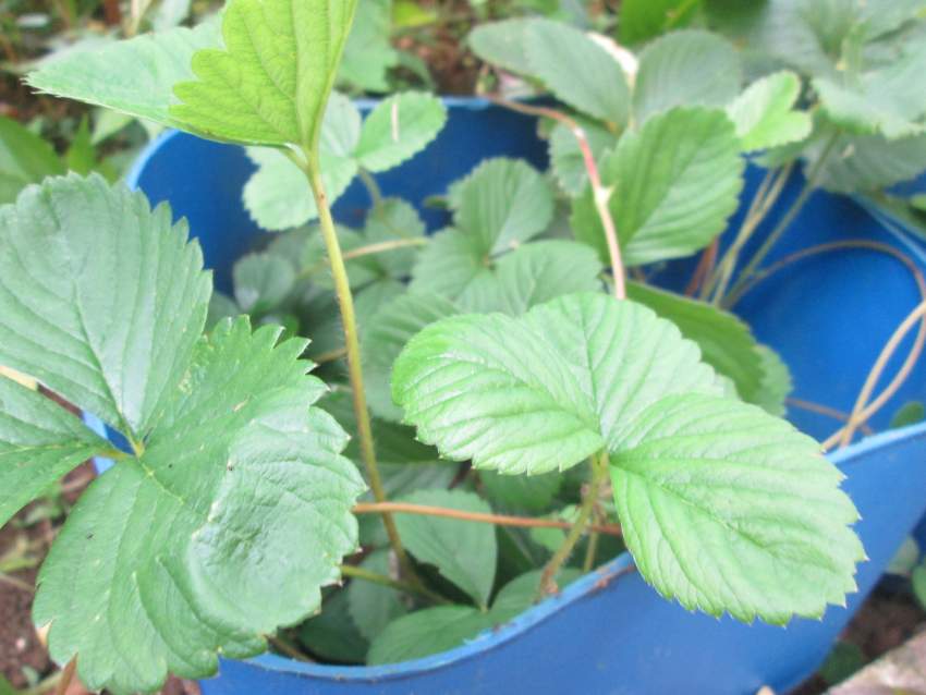 Des Fraisiers - 2 - Plants and Trees  on Aster Vender