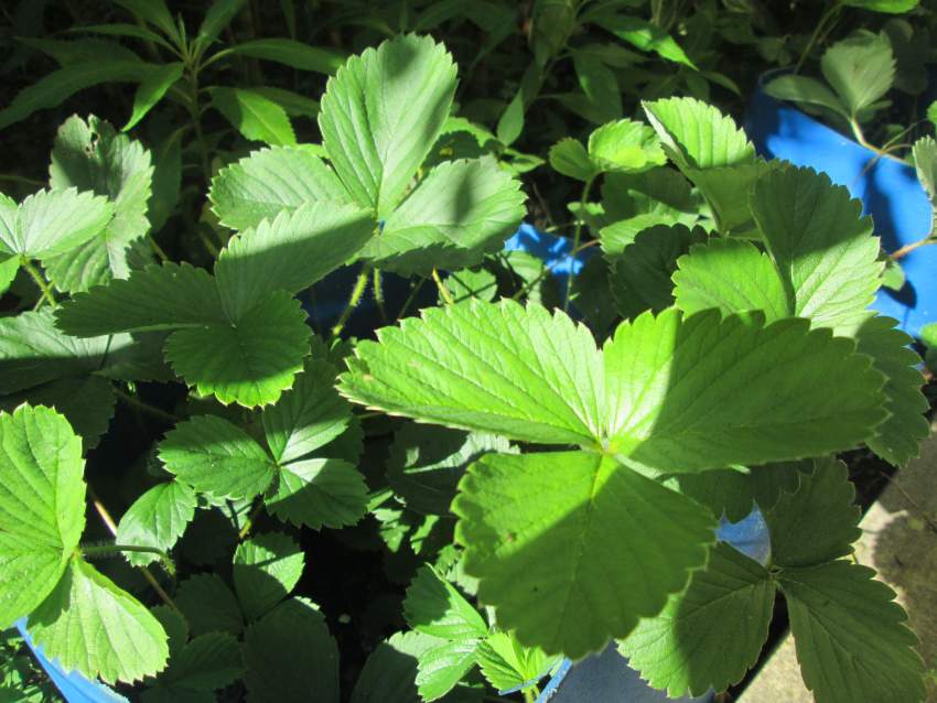 Des Fraisiers - 1 - Plants and Trees  on Aster Vender