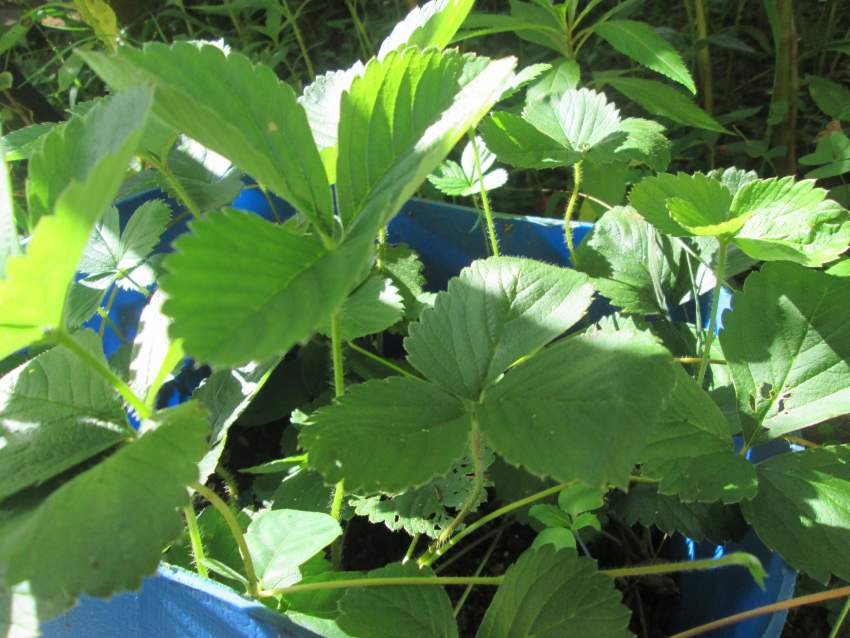 Des Fraisiers - 3 - Plants and Trees  on Aster Vender