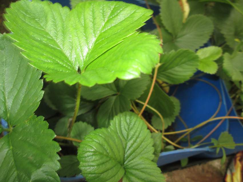 Des Fraisiers - 0 - Plants and Trees  on Aster Vender