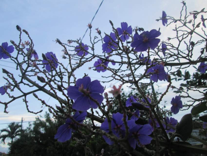Arbuste Fleur Mauve - 1 - Plants and Trees  on Aster Vender