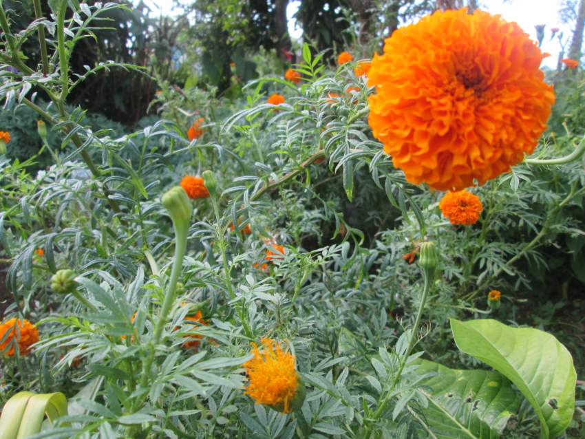 Marygold Flower Orange - 2 - Plants and Trees  on Aster Vender