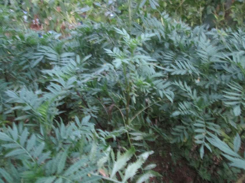 Marygold Flower Orange - 1 - Plants and Trees  on Aster Vender