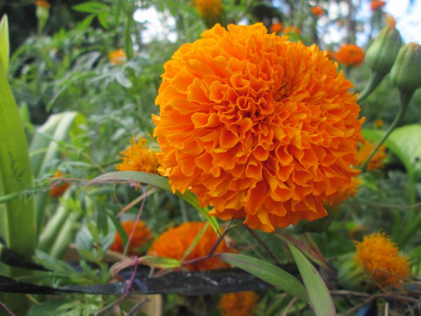 Marygold Flower Orange - 0 - Plants and Trees  on Aster Vender
