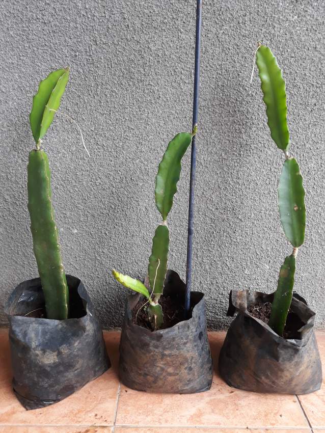 DRAGON FRUIT PLANTS (PITAYA PLANTS) on Aster Vender