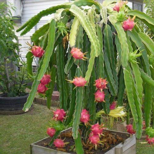DRAGON FRUIT PLANTS (PITAYA PLANTS) - 1 - Plants and Trees  on Aster Vender