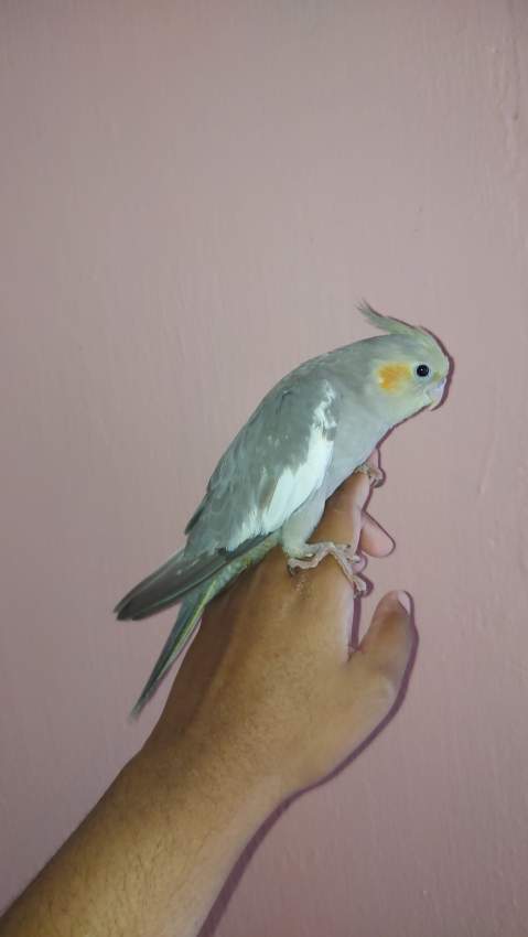 Tamed cockatiel - 0 - Birds  on Aster Vender