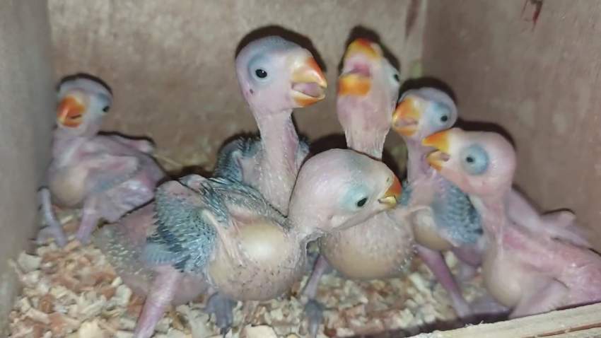 Bb catovert - 2 - Birds  on Aster Vender