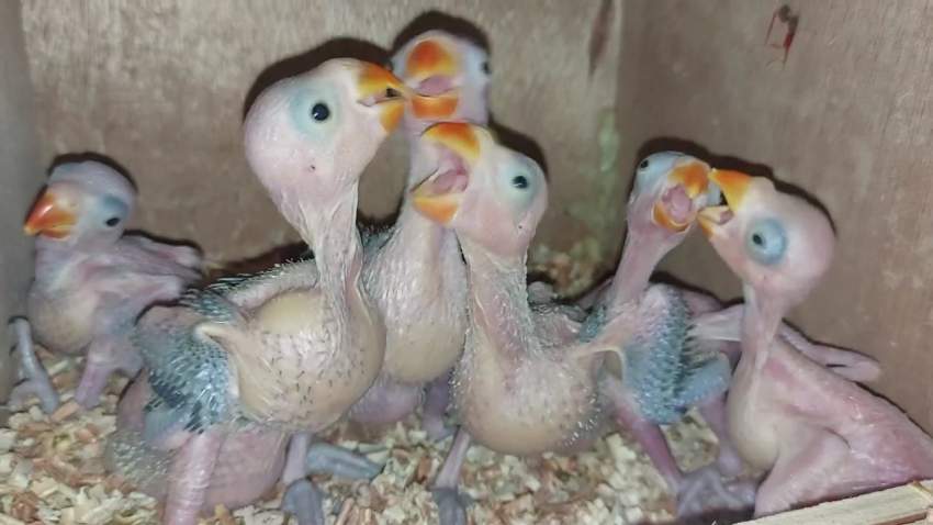 Bb catovert - 0 - Birds  on Aster Vender