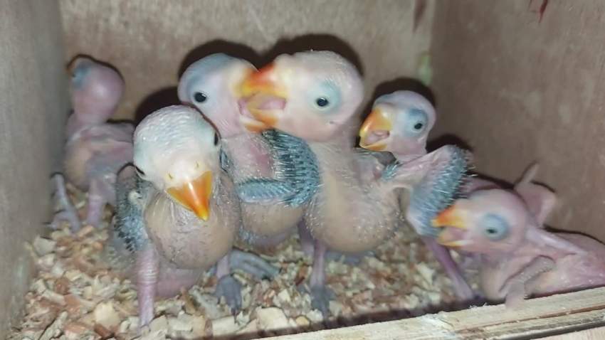 Bb catovert - 1 - Birds  on Aster Vender