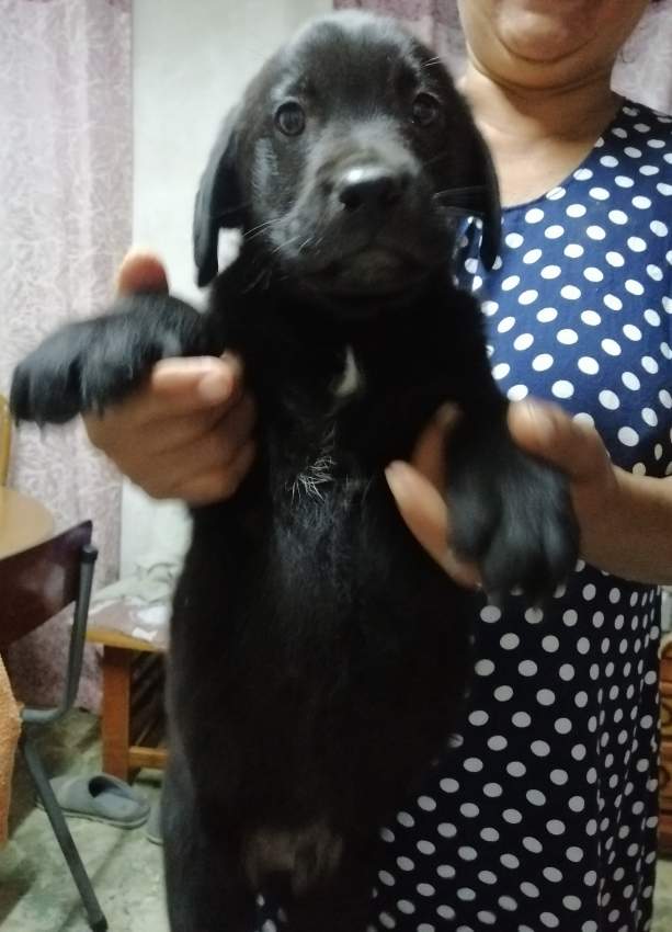 Dogs - 0 - Dogs  on Aster Vender