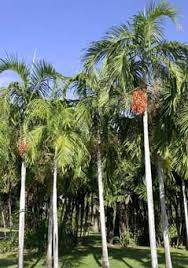 Palm tree - 0 - Plants and Trees  on Aster Vender