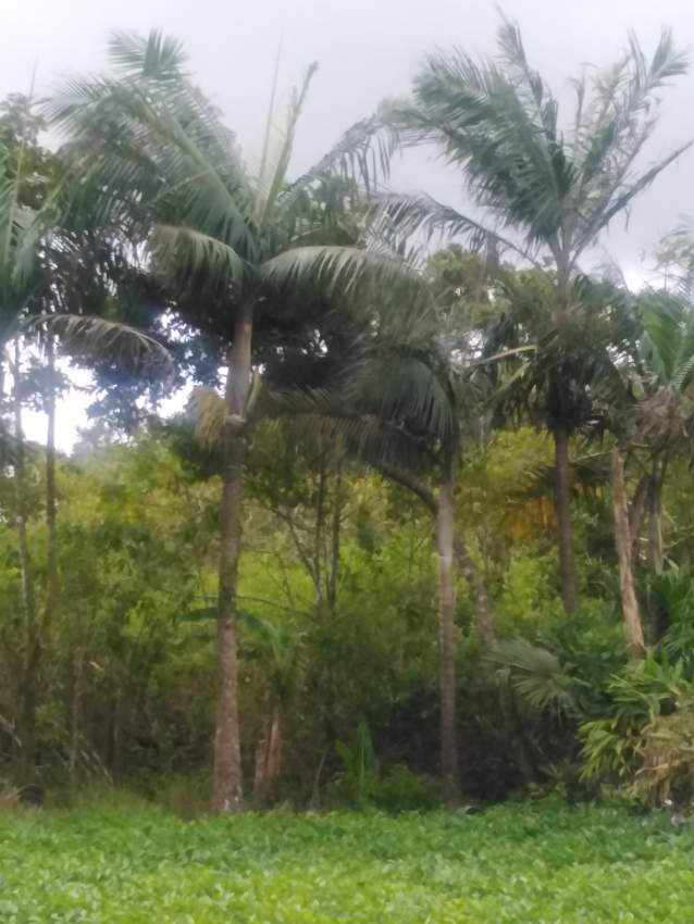Palm tree - 2 - Plants and Trees  on Aster Vender