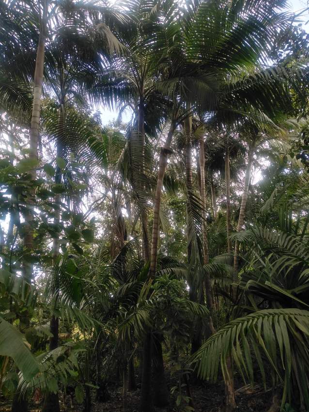 Palm tree - 1 - Plants and Trees  on Aster Vender