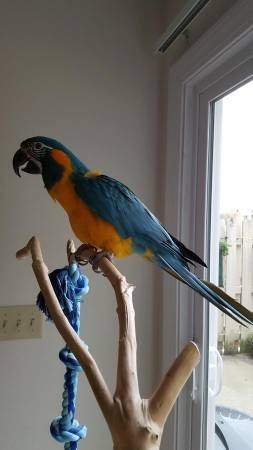Pair Of Macaw Parrots With Cage for sale on Aster Vender