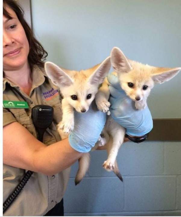 Adorable Male And Female Fennec Fox For Adoption - 0 - Other Pets  on Aster Vender