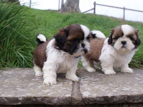 Little Shih Tzu Puppies Available on Aster Vender