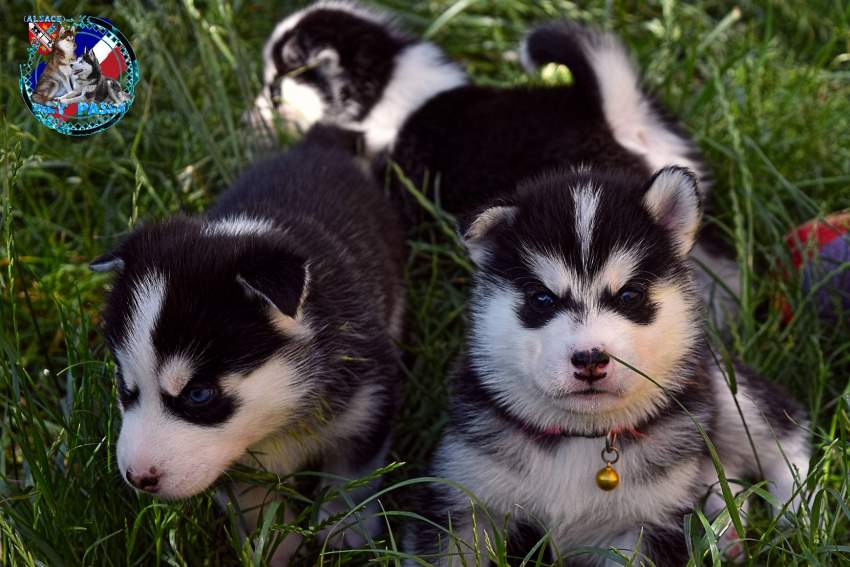 Chiots Husky Sibérien mâle et femelle a donner - 3 - Dogs  on Aster Vender