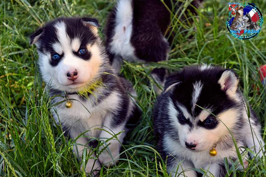 Chiots Husky Sibérien mâle et femelle a donner - 2 - Dogs  on Aster Vender