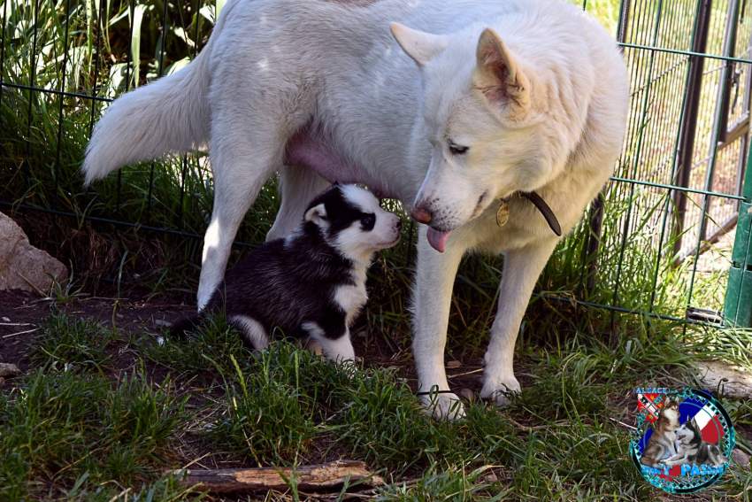 Chiots Husky Sibérien mâle et femelle a donner - 1 - Dogs  on Aster Vender