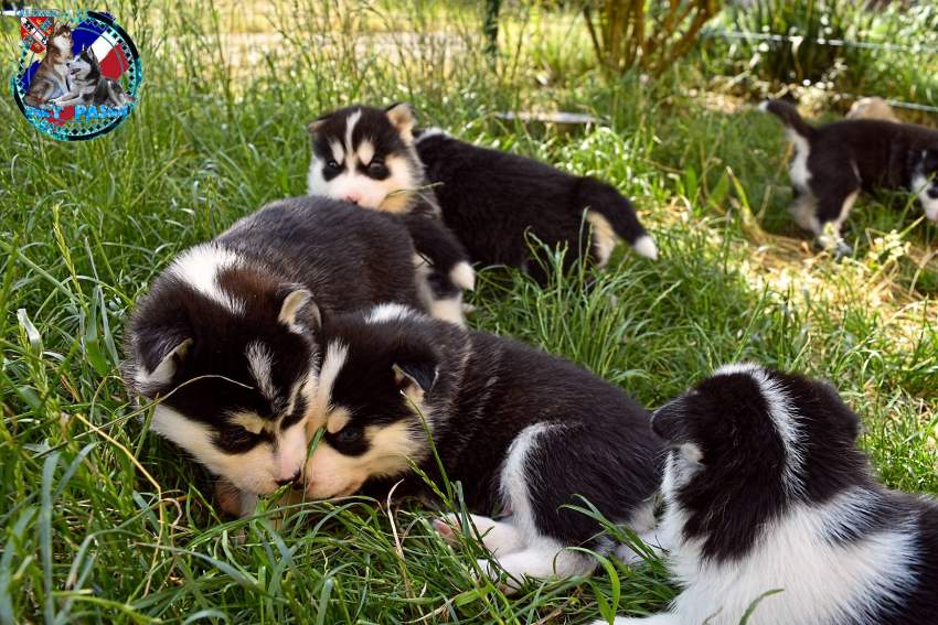 Chiots Husky Sibérien mâle et femelle a donner on Aster Vender