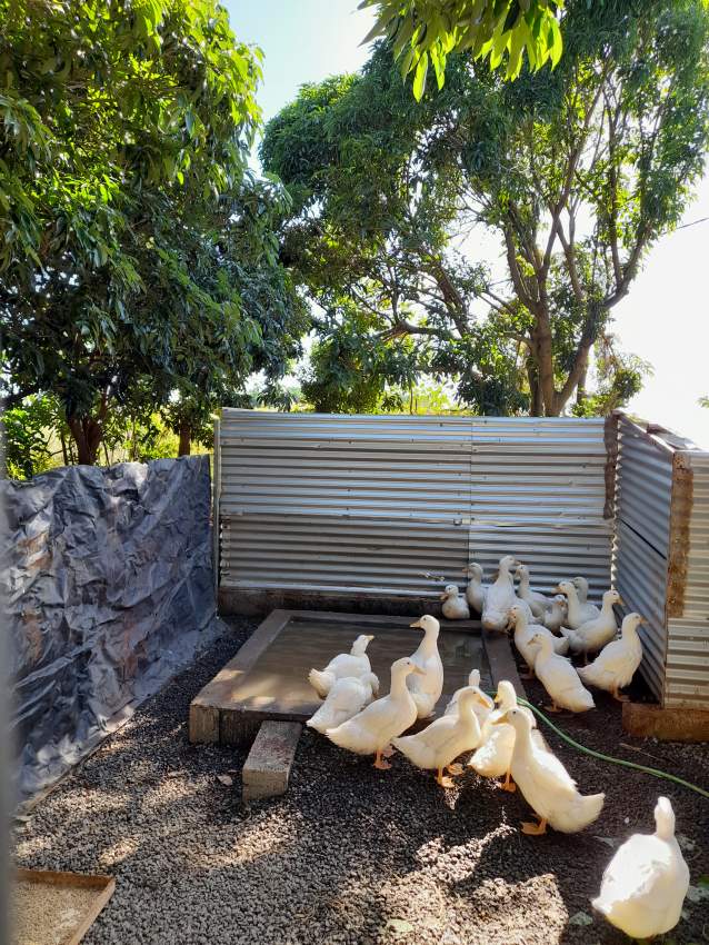 For Sale Pekin Ducks - 0 - Other Pets  on Aster Vender