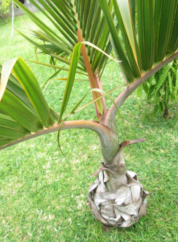 Outdoor plants (Bottle Palm) - 2 - Plants and Trees  on Aster Vender