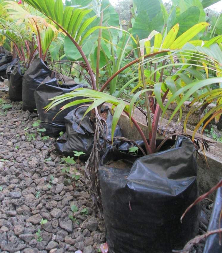 Outdoor plants (Bottle Palm) - 10 - Plants and Trees  on Aster Vender