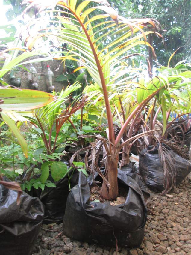 Outdoor plants (Bottle Palm) - 8 - Plants and Trees  on Aster Vender