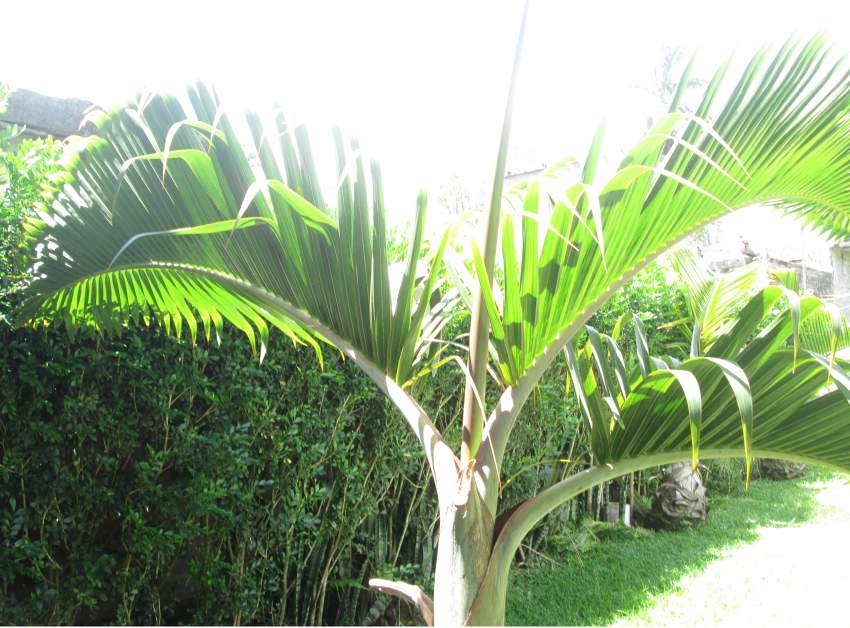 Outdoor plants (Bottle Palm) - 3 - Plants and Trees  on Aster Vender