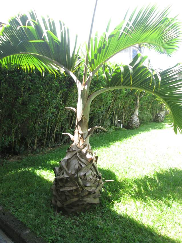 Outdoor plants (Bottle Palm)