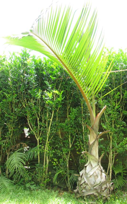 Outdoor plants (Bottle Palm) - 4 - Plants and Trees  on Aster Vender