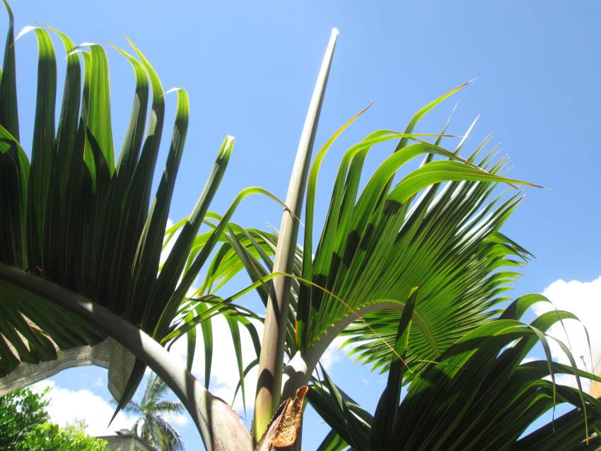 Outdoor plants (Bottle Palm) - 5 - Plants and Trees  on Aster Vender