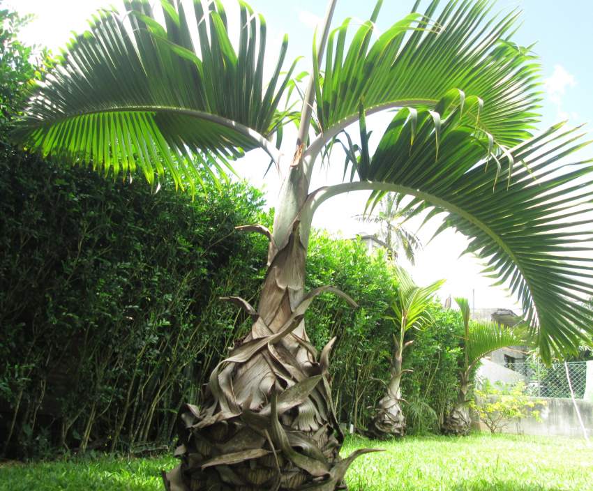 Outdoor plants (Bottle Palm) - 6 - Plants and Trees  on Aster Vender