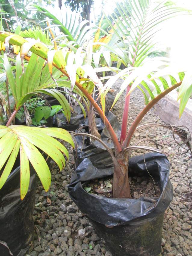 Outdoor plants (Bottle Palm) - 9 - Plants and Trees  on Aster Vender