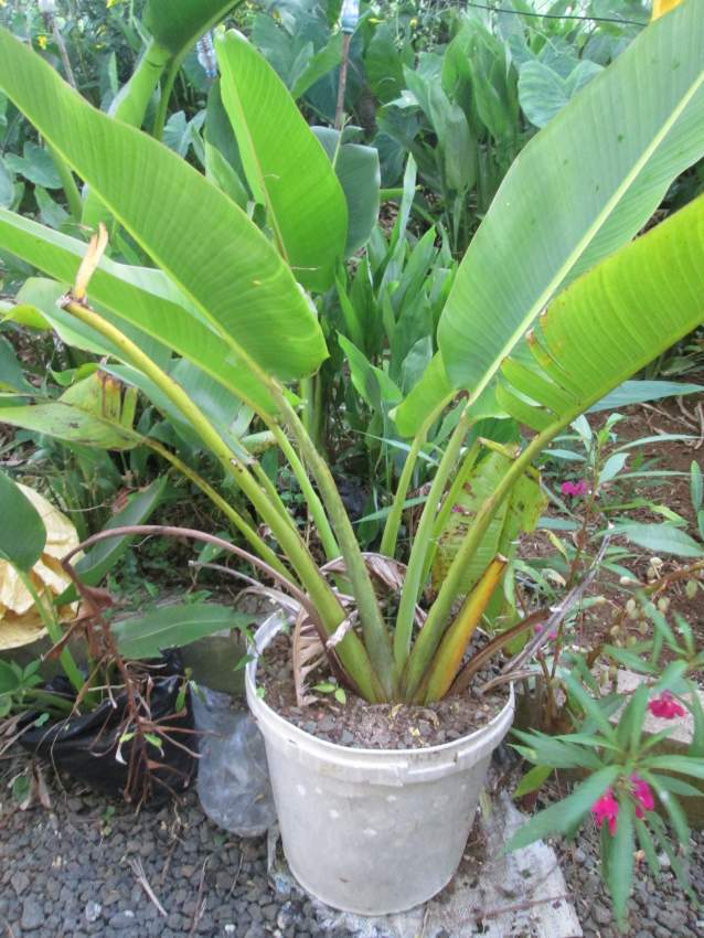 Ravinale Tree - 2 - Plants and Trees  on Aster Vender
