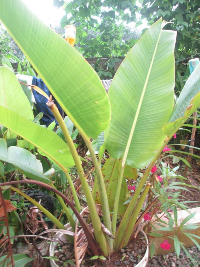 Ravinale Tree - 4 - Plants and Trees  on Aster Vender