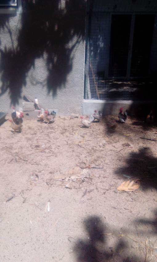 Poule  - 0 - Birds  on Aster Vender