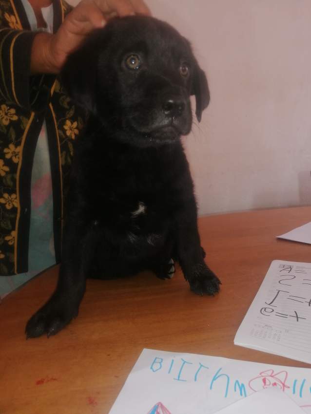 Dogs - 0 - Dogs  on Aster Vender