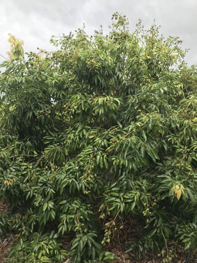 Verger Letchis - pied à vendre - 1 - Plants and Trees  on Aster Vender