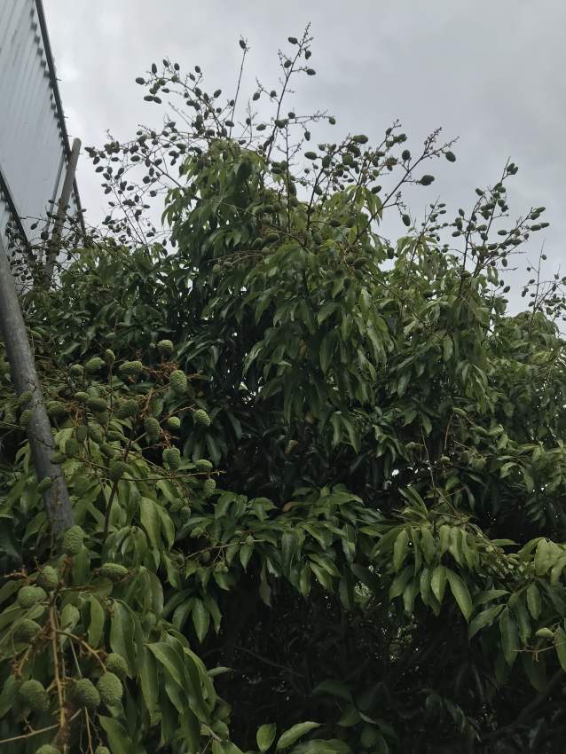 Verger Letchis - pied à vendre - 0 - Plants and Trees  on Aster Vender