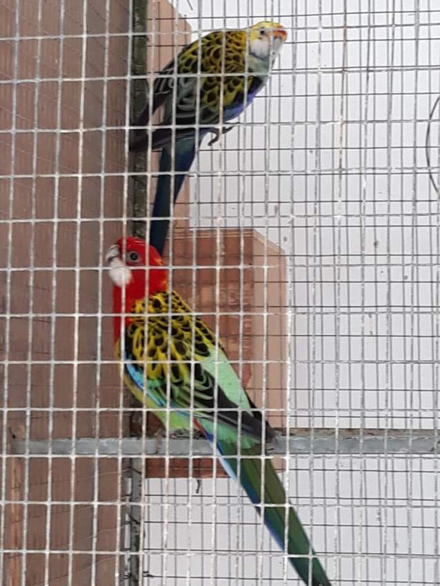 Breeding Pair Rosella Quick Sale Great Deal - 0 - Birds  on Aster Vender