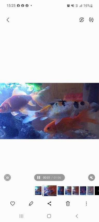 Koi,comet fish - 0 -  Aquarium fish  on Aster Vender