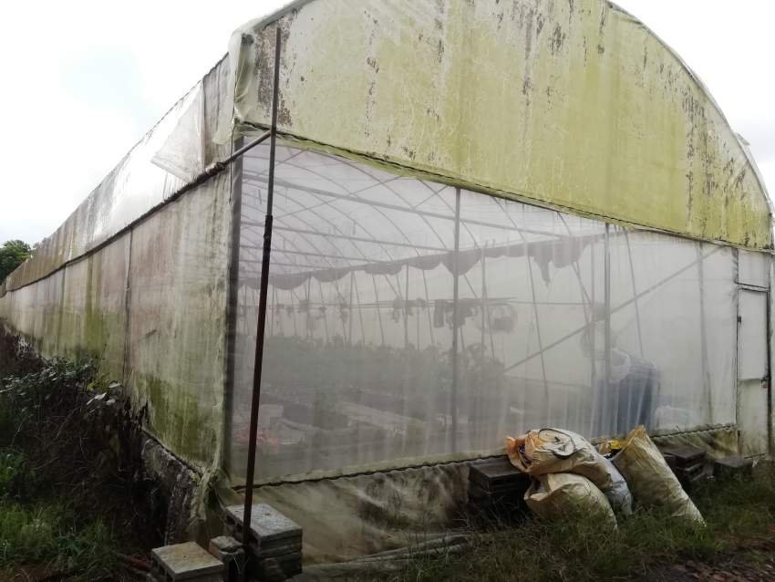 greenhouses for sale / serres à vendre  - 0 - Land  on Aster Vender